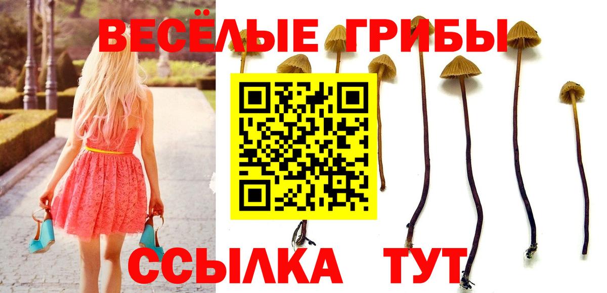 Бузулук  Галлюциногенные грибы Psilocybe  Вход с VPN 